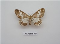 藏品(尺蛾115)的圖片